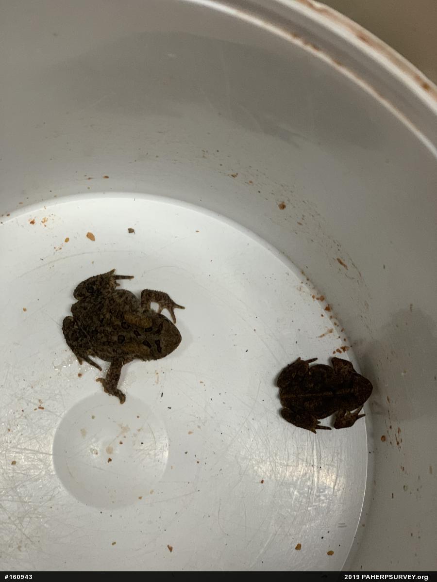 Eastern American Toad