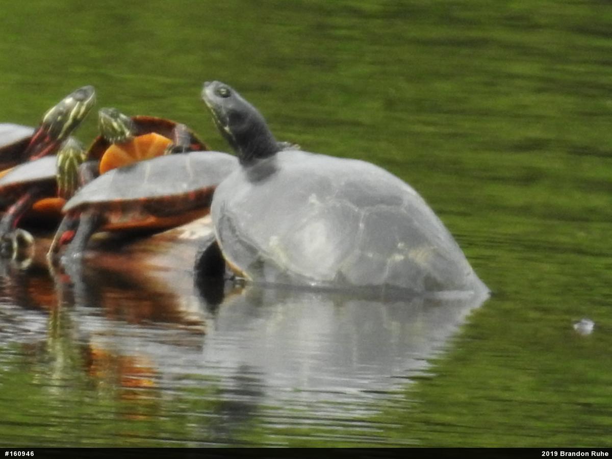 Painted Turtle