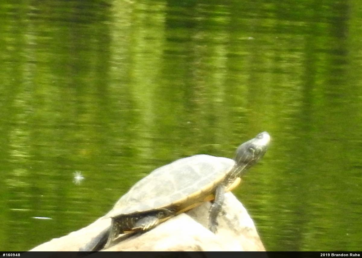 Northern Map Turtle