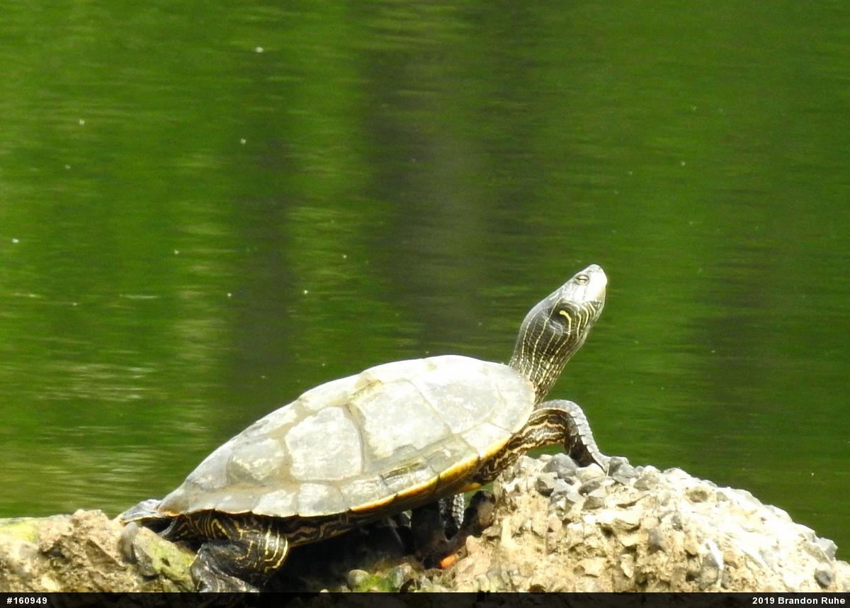 Northern Map Turtle