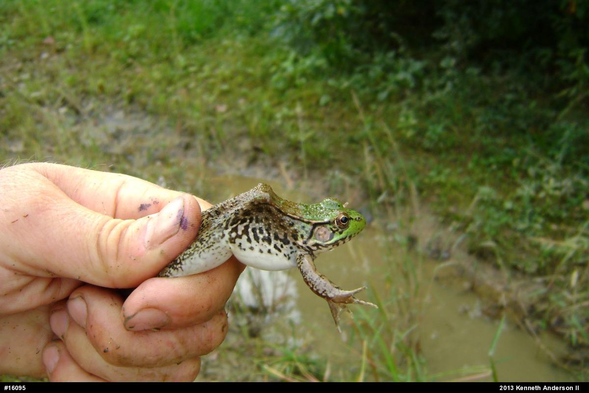 Green Frog