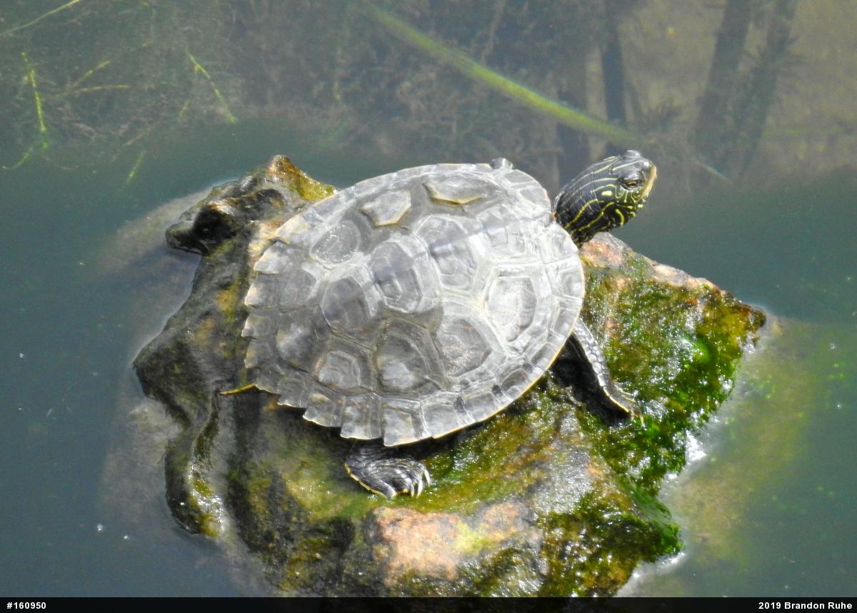 Northern Map Turtle