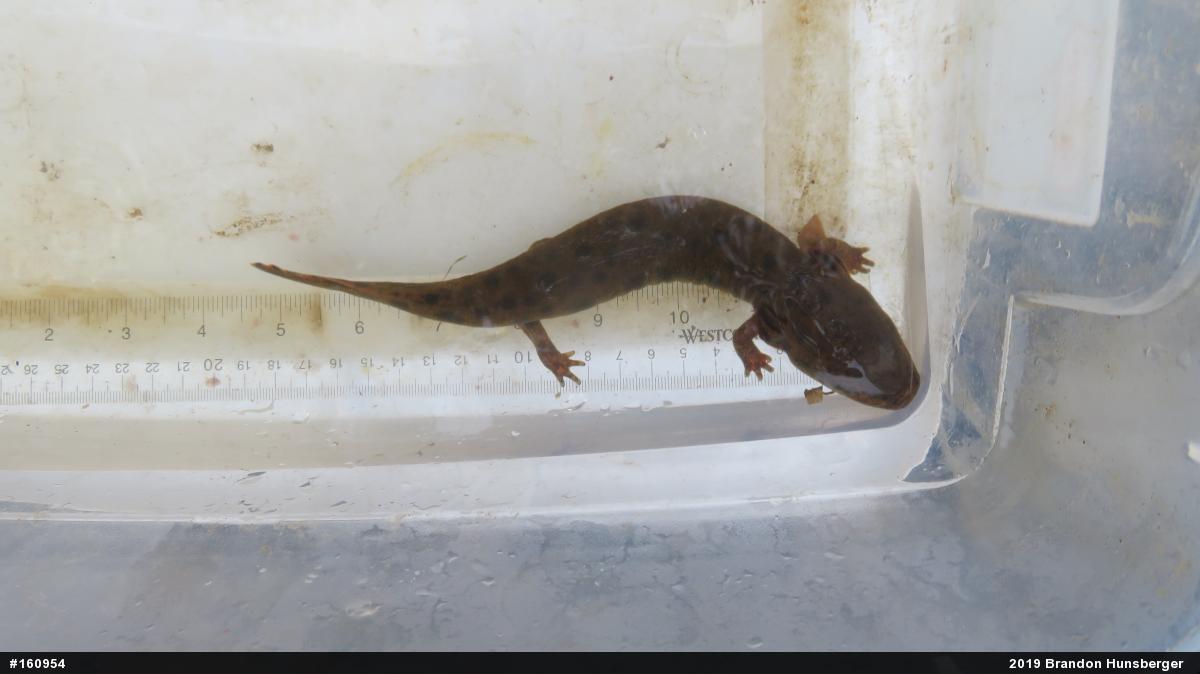 Common Mudpuppy