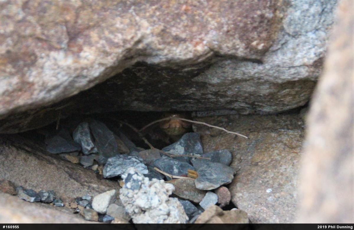 Northern Copperhead