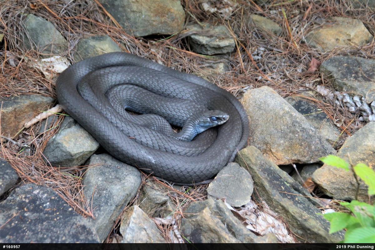 Northern Black Racer