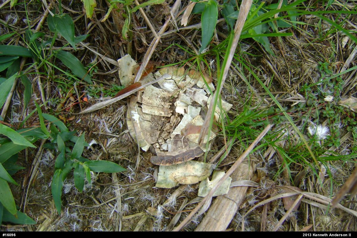 Midland Painted Turtle