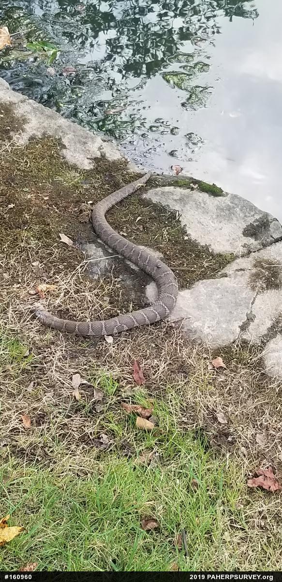 Northern Watersnake