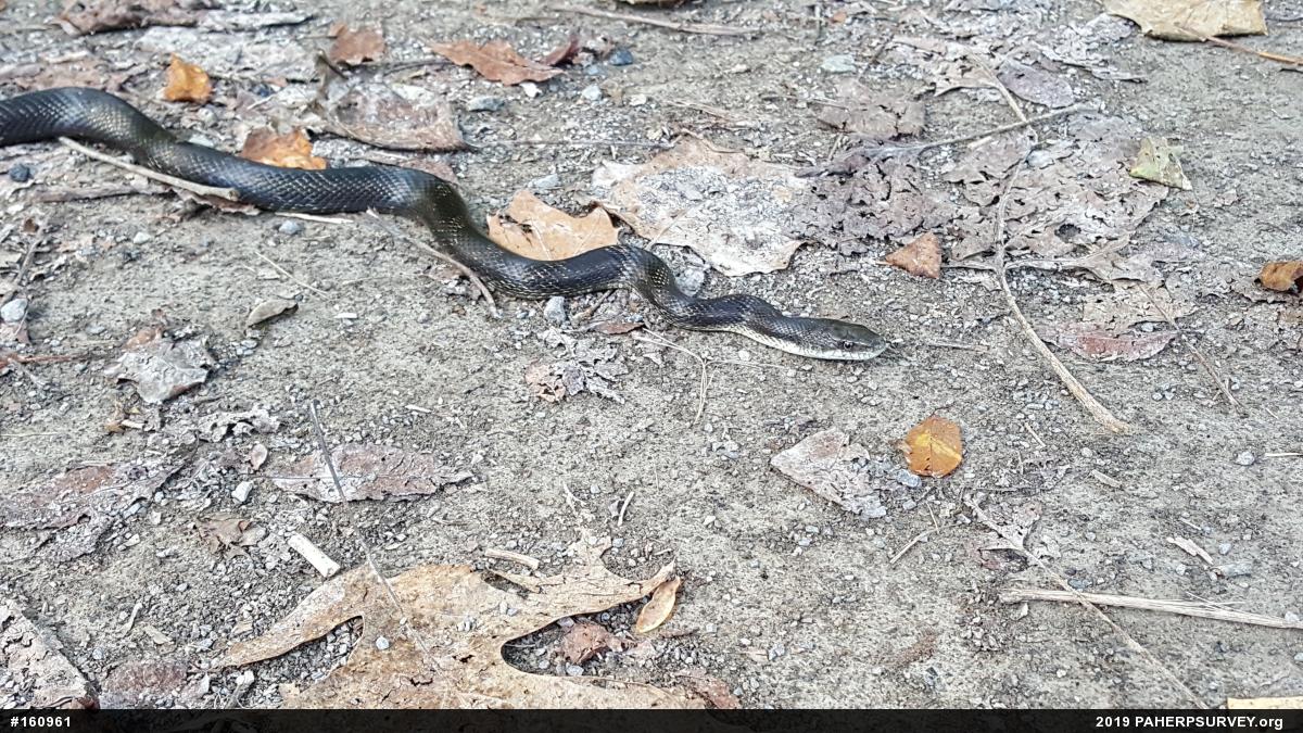 Eastern Ratsnake