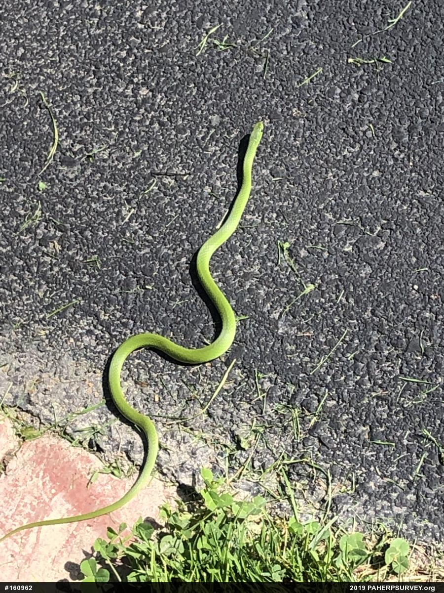Smooth Greensnake