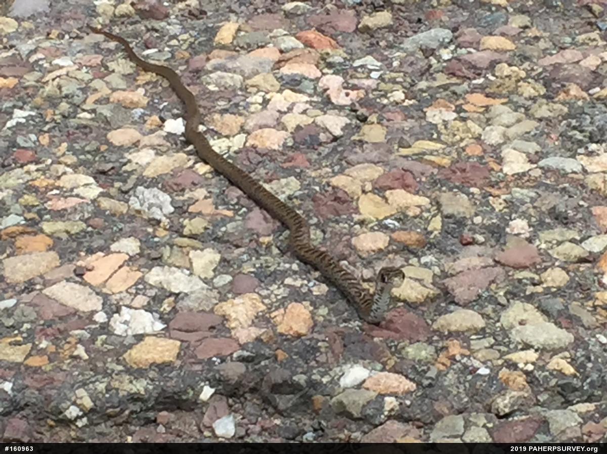 Northern Black Racer