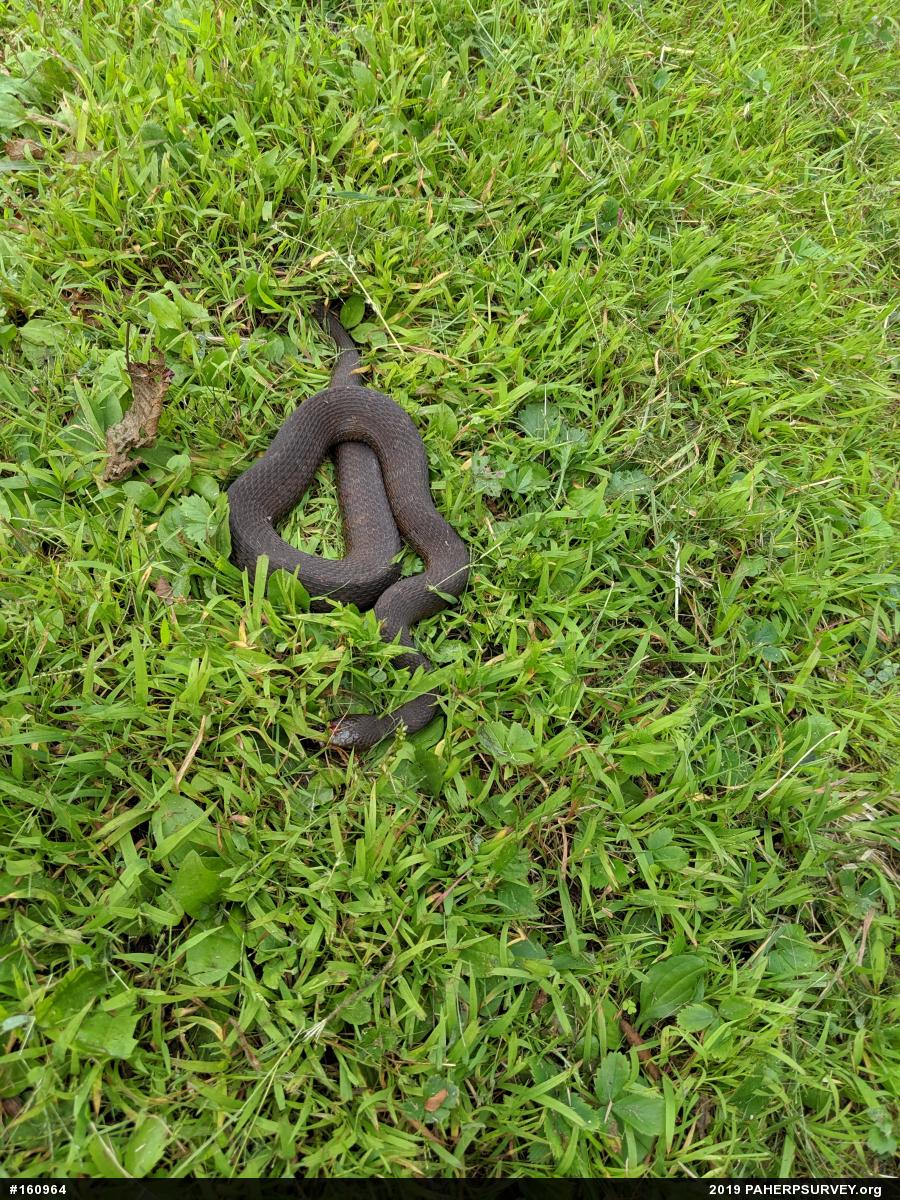 Northern Watersnake