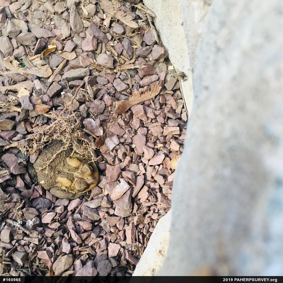 Eastern American Toad