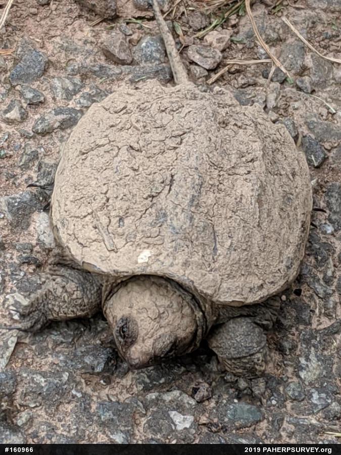 Snapping Turtle
