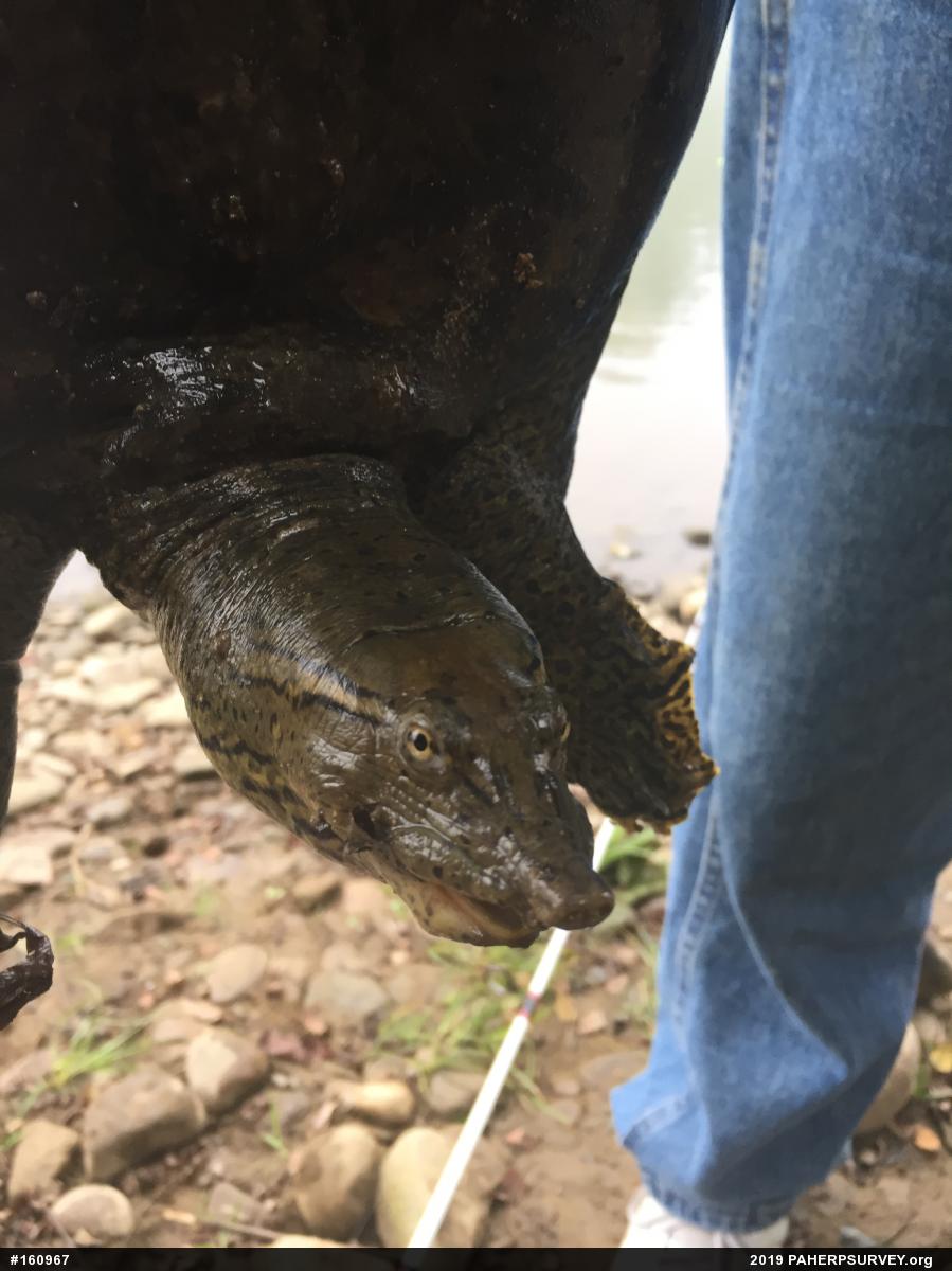 Eastern Spiny Softshell