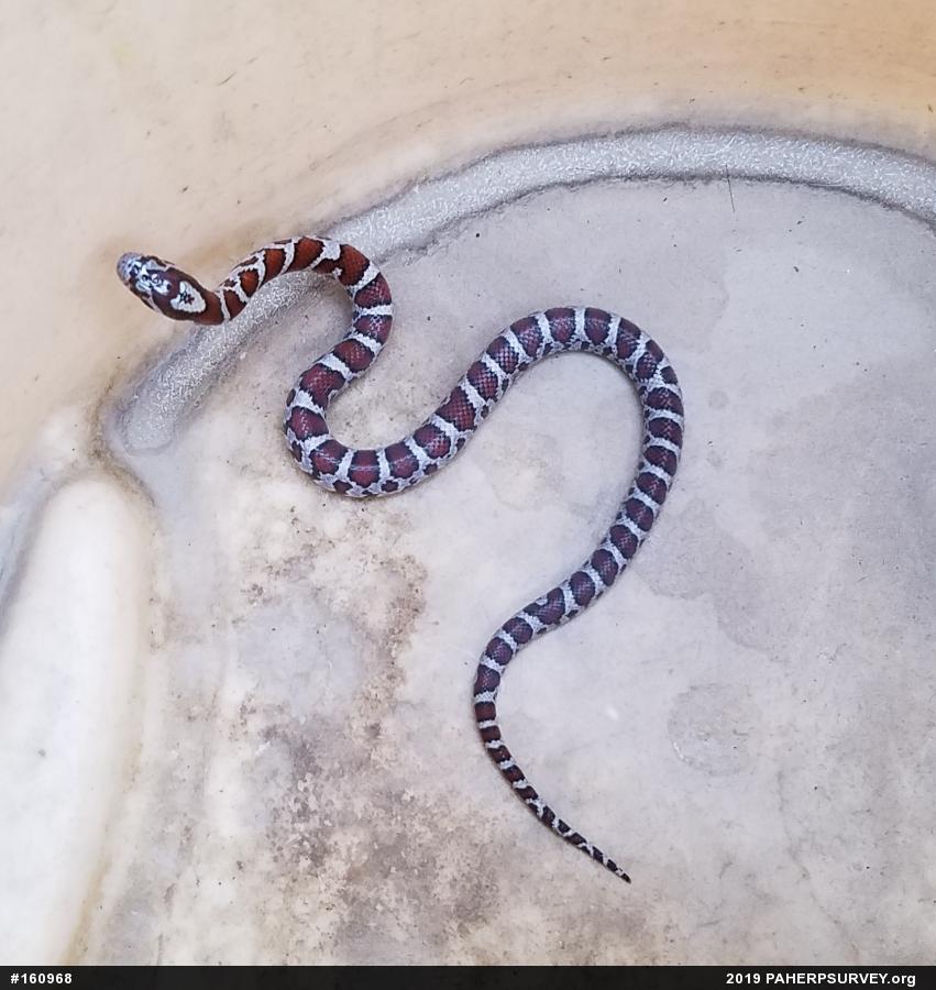 Eastern Milksnake