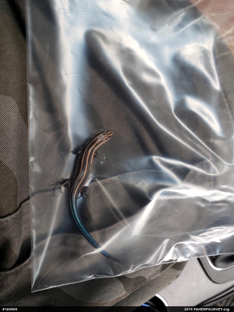 Common Five-lined Skink