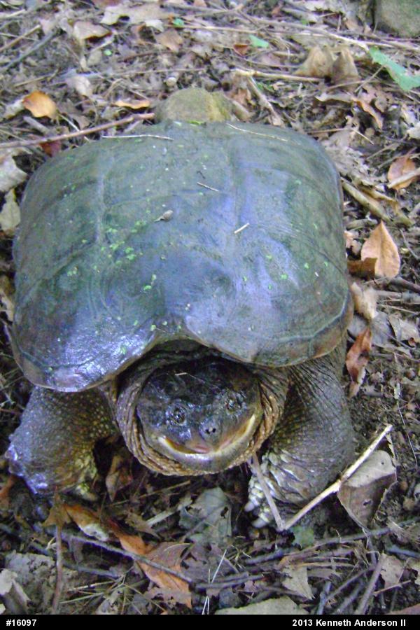 Snapping Turtle