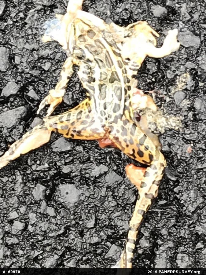 Pickerel Frog
