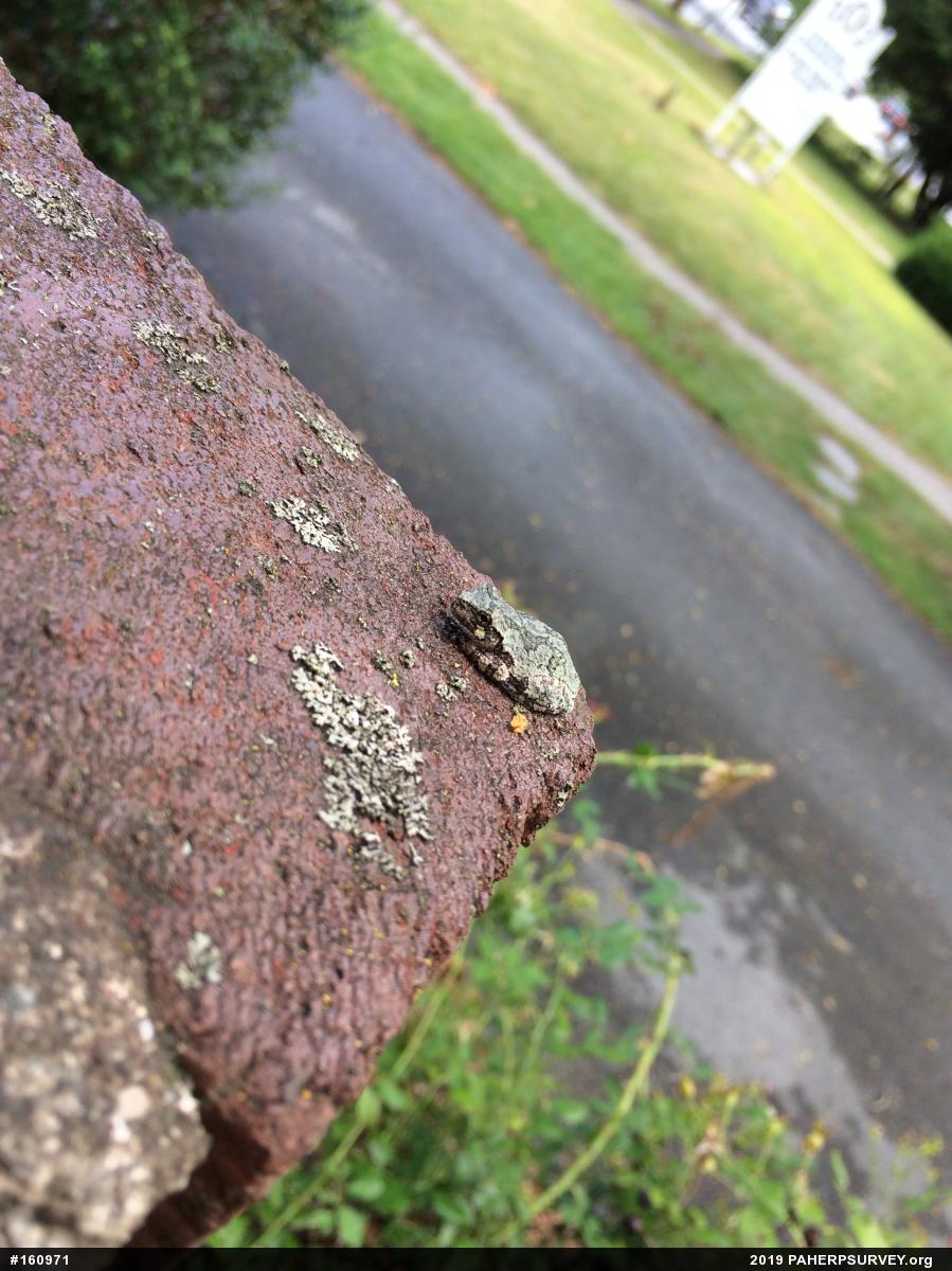 Unknown Gray Treefrog