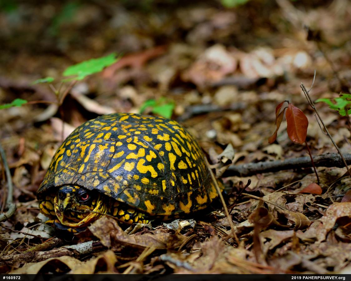 Eastern Box Turtle
