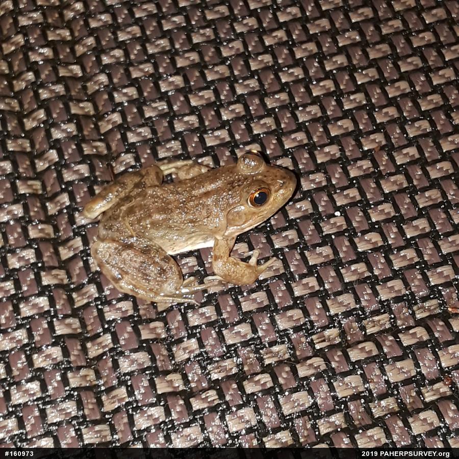 American Bullfrog