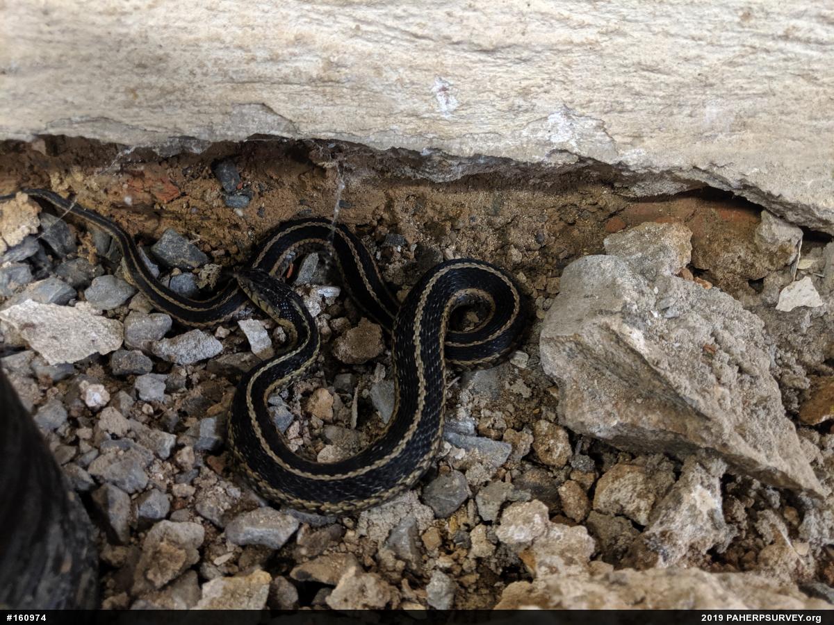 Eastern Gartersnake