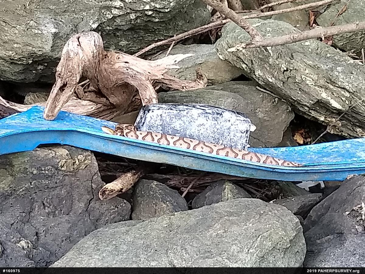 Northern Copperhead