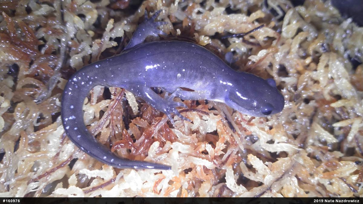 Jefferson Salamander