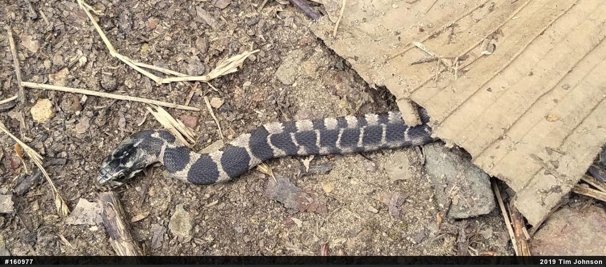 Northern Watersnake