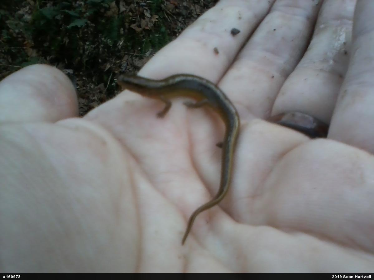 Northern Two-lined Salamander