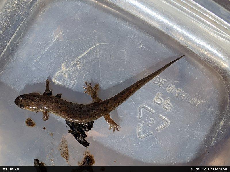 Northern Dusky Salamander