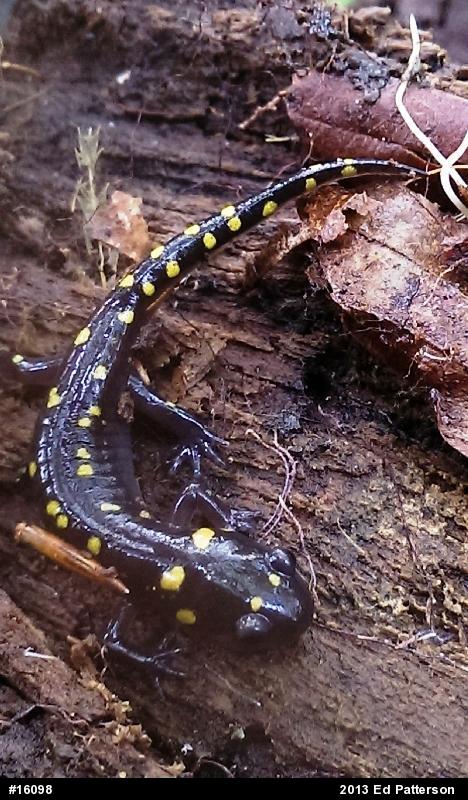 Spotted Salamander