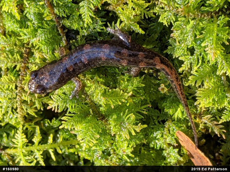 Seal Salamander