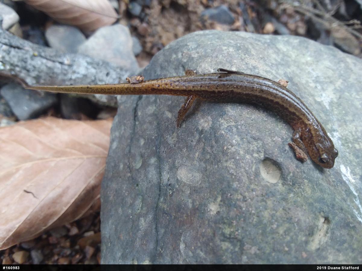 Northern Two-lined Salamander