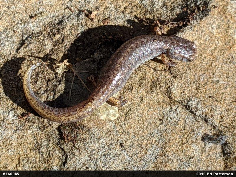 Four-toed Salamander