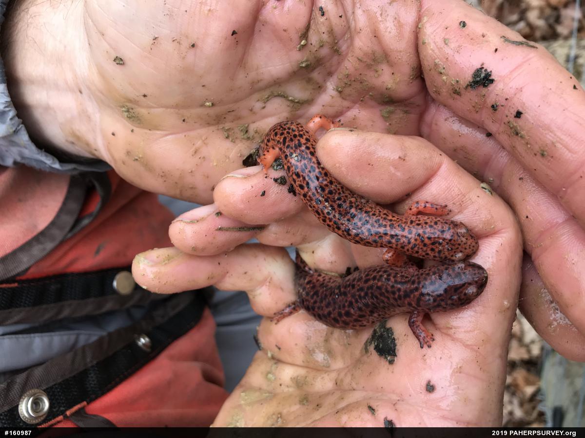 Northern Red Salamander