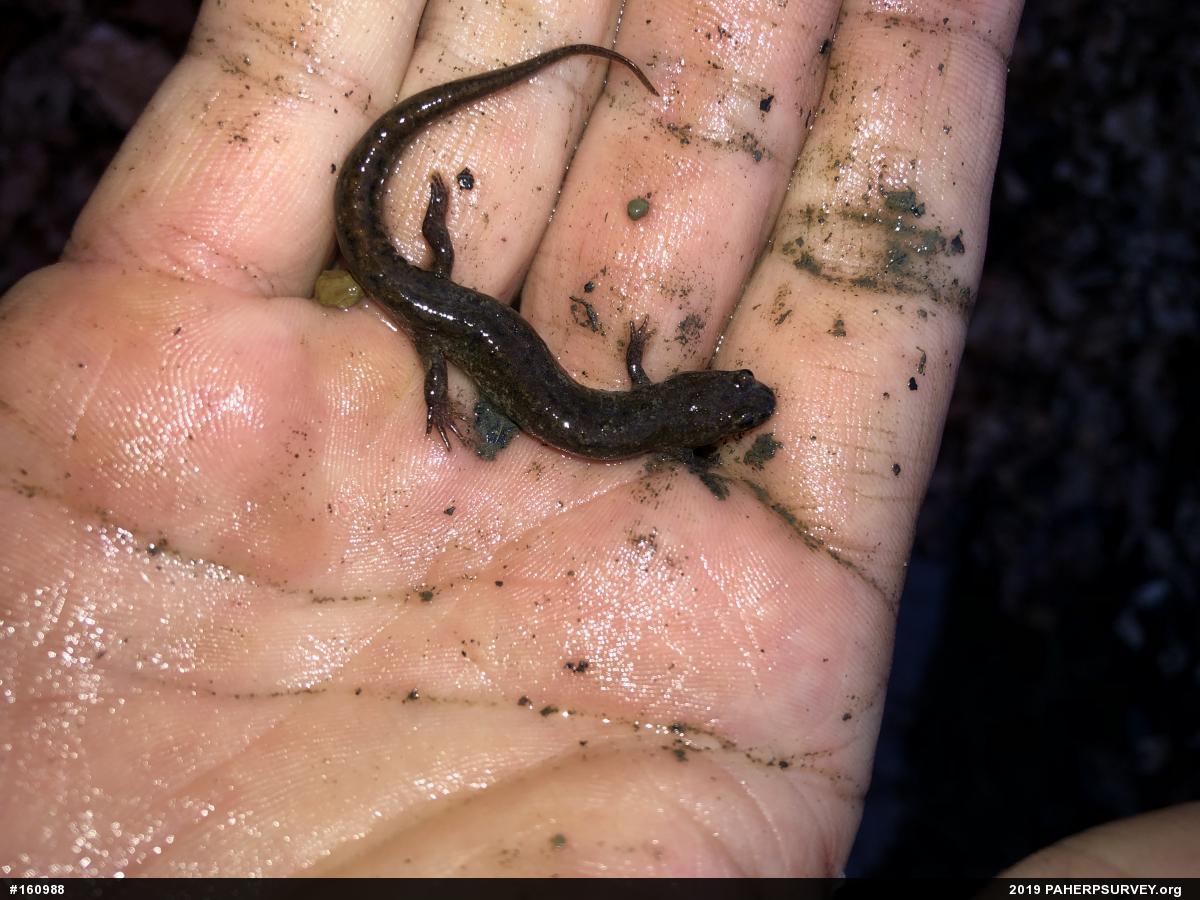 Northern Dusky Salamander