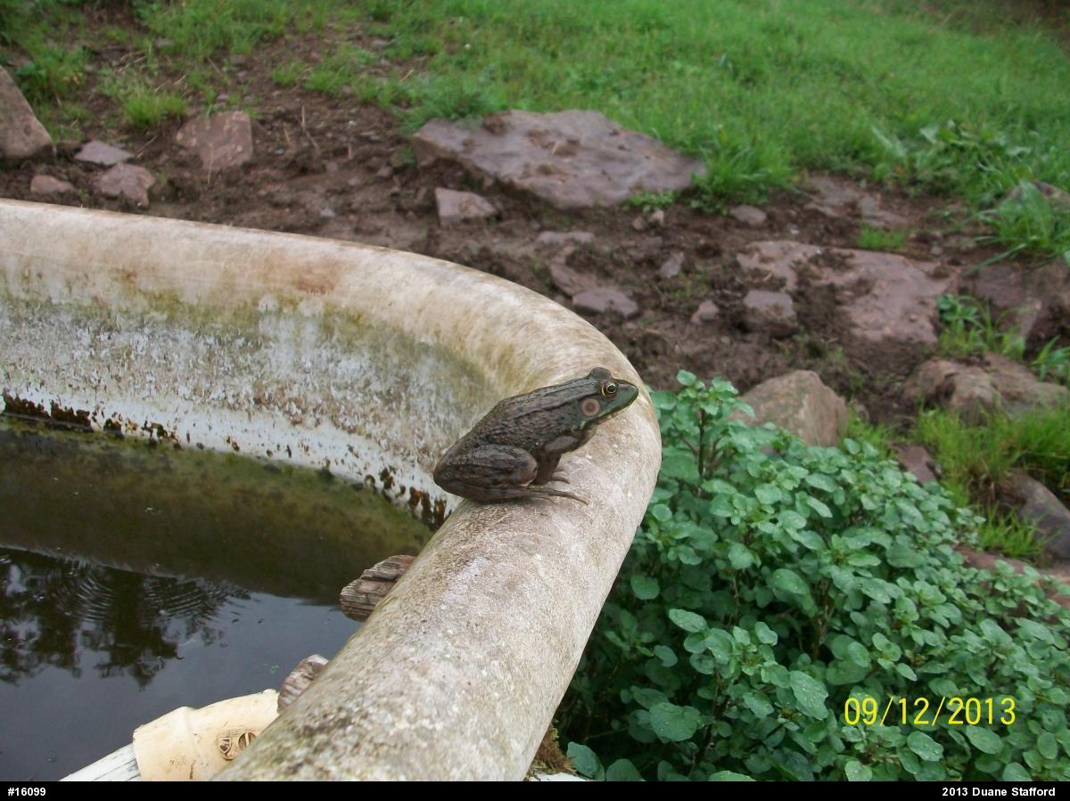 Green Frog