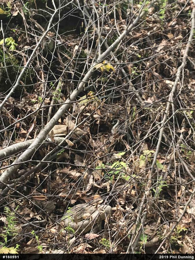 Timber Rattlesnake