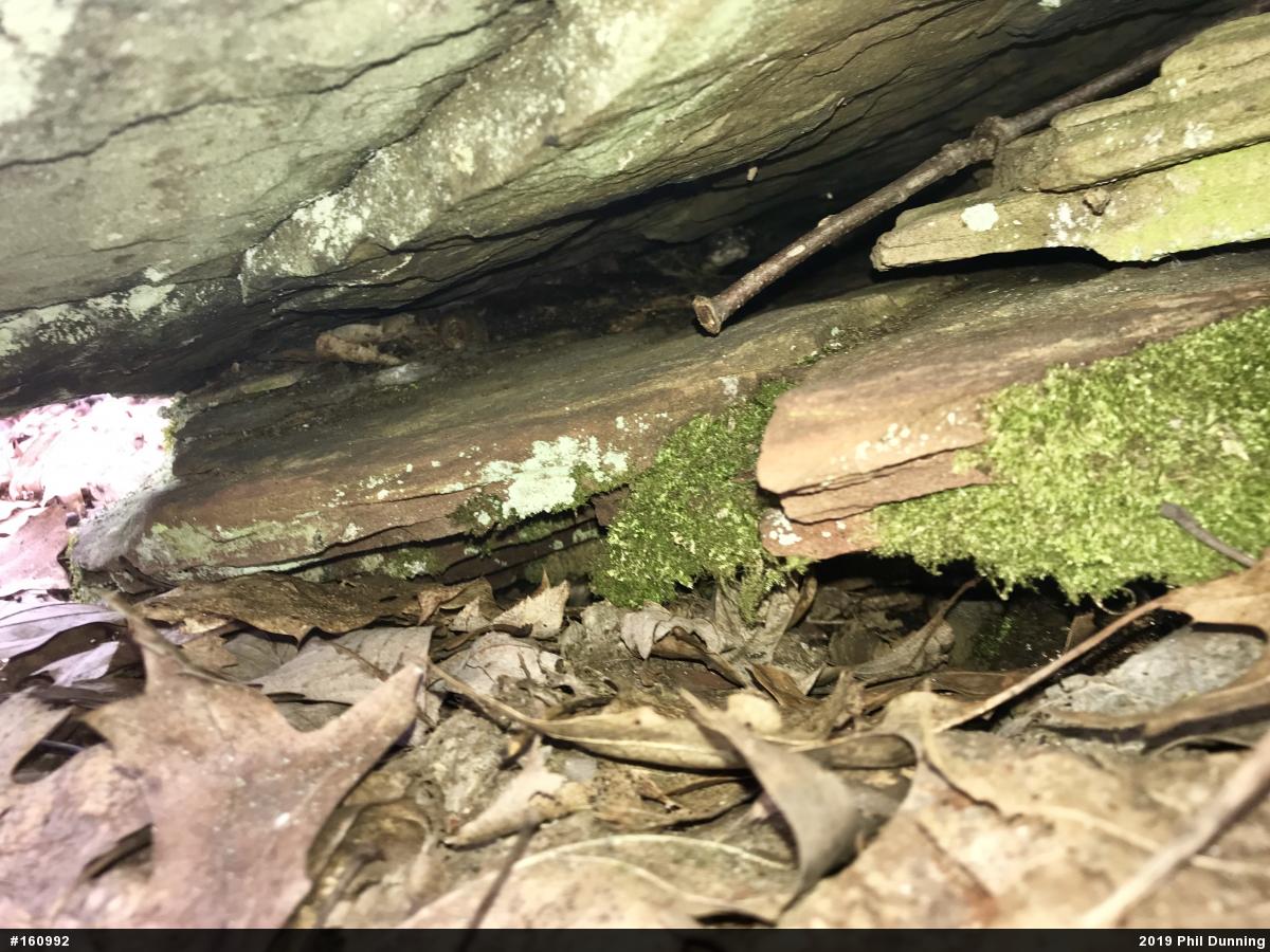 Timber Rattlesnake