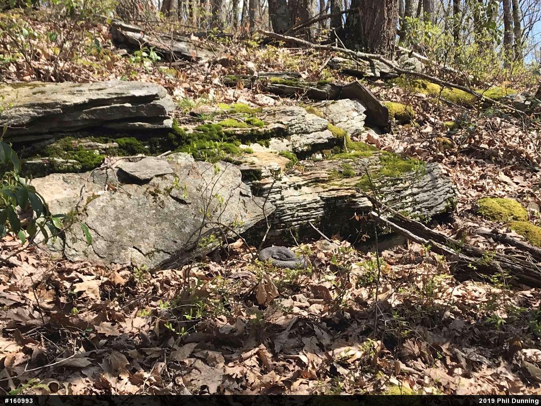 Timber Rattlesnake