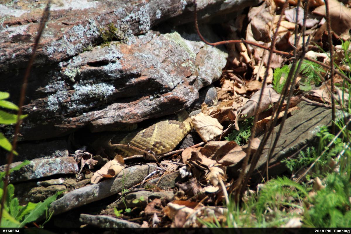 Timber Rattlesnake