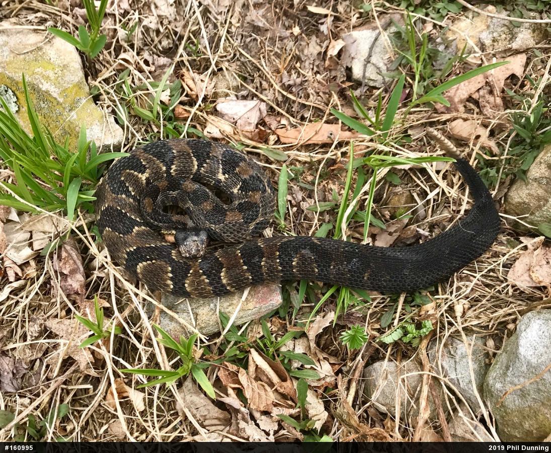 Timber Rattlesnake
