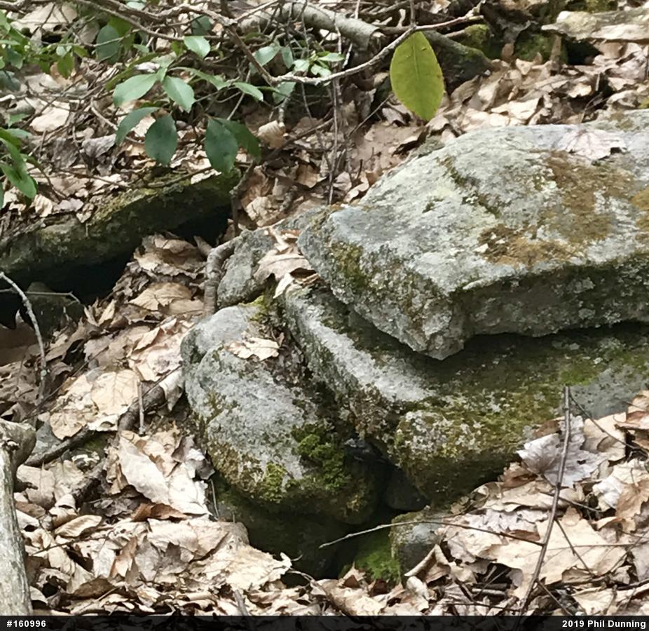 Timber Rattlesnake