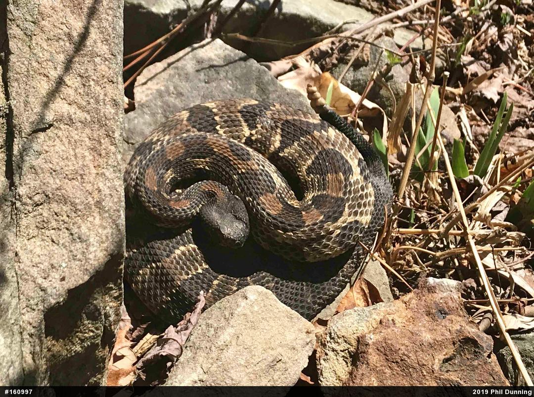 Timber Rattlesnake
