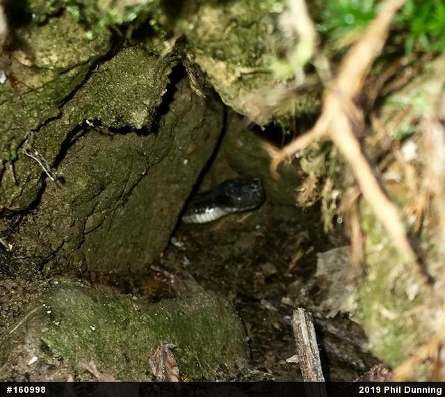 Timber Rattlesnake