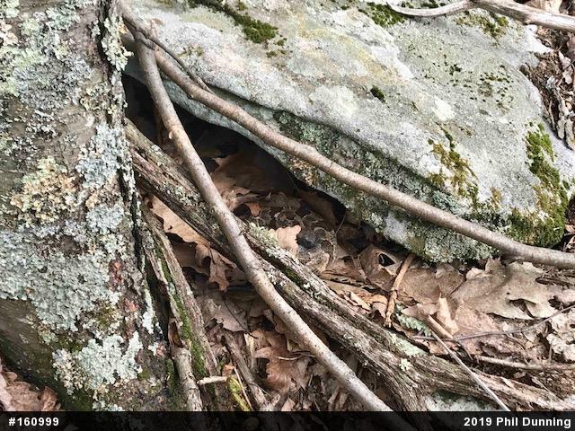 Timber Rattlesnake