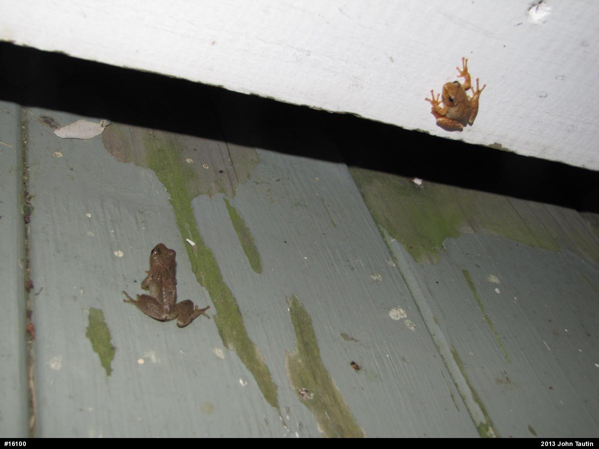 Spring Peeper