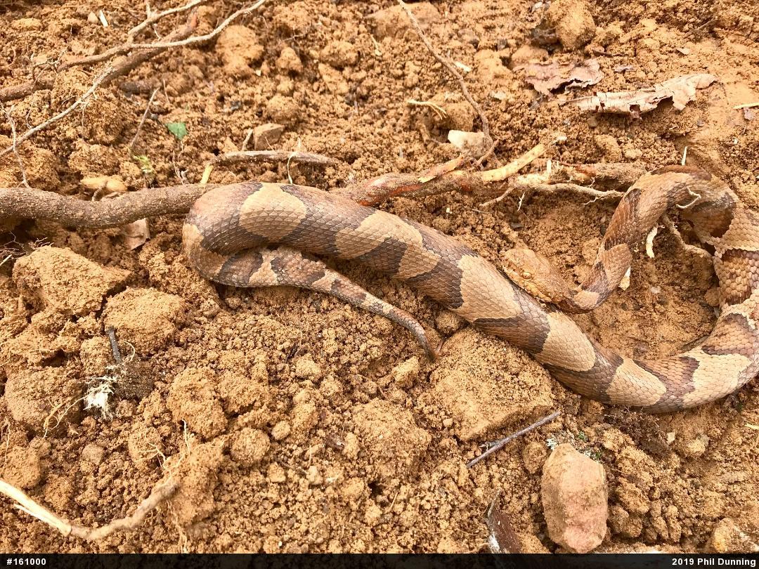 Northern Copperhead