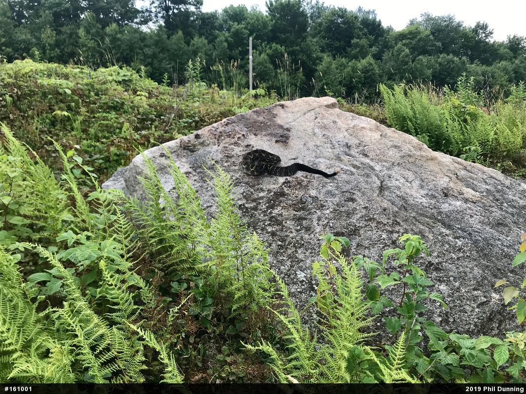 Timber Rattlesnake